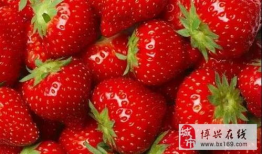 草莓在线视频,探寻甜蜜果实背后的故事与魅力